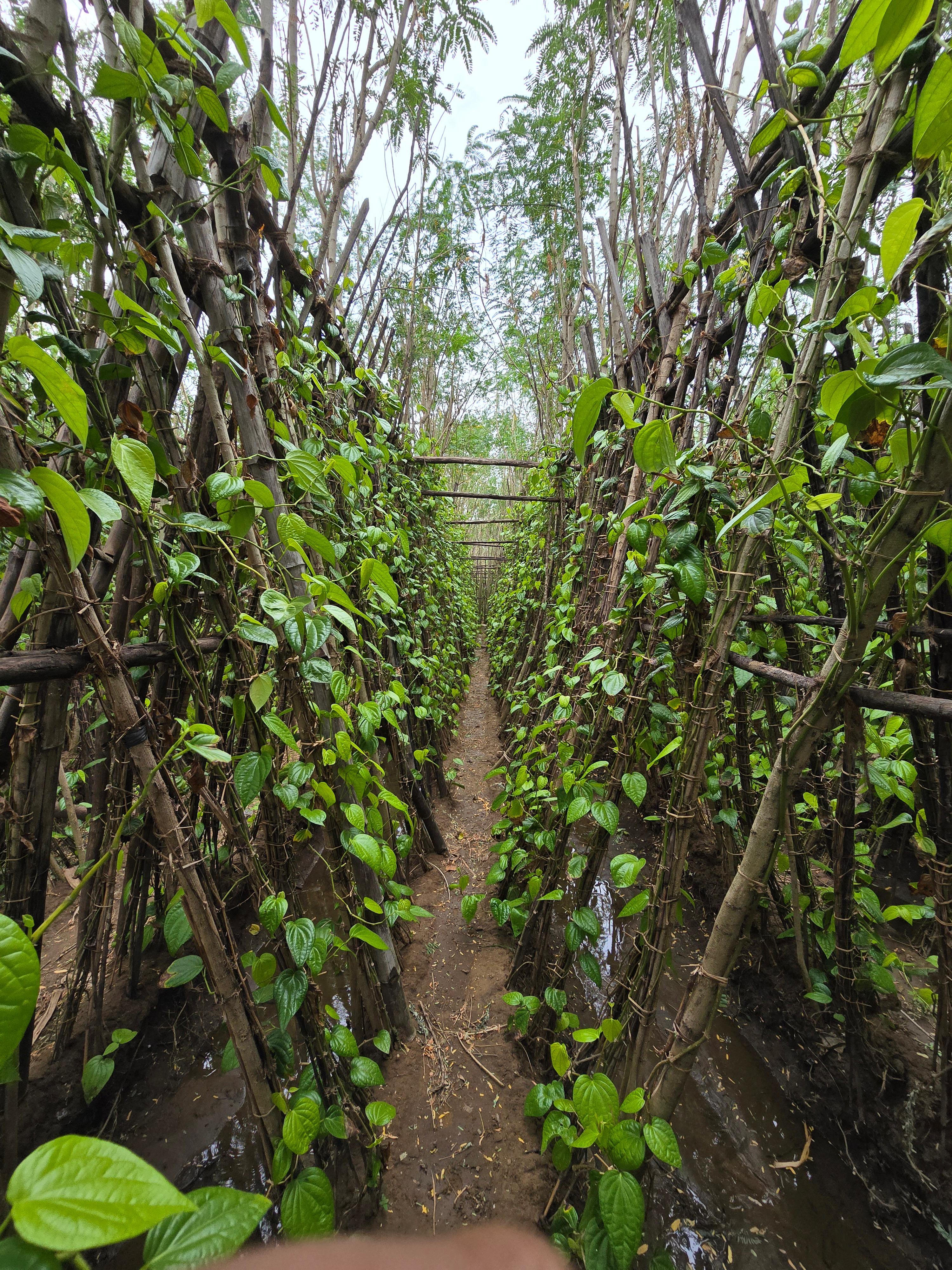Travellers on a Tamil Nadu farm walk with a local host — Oorva authentic experience
