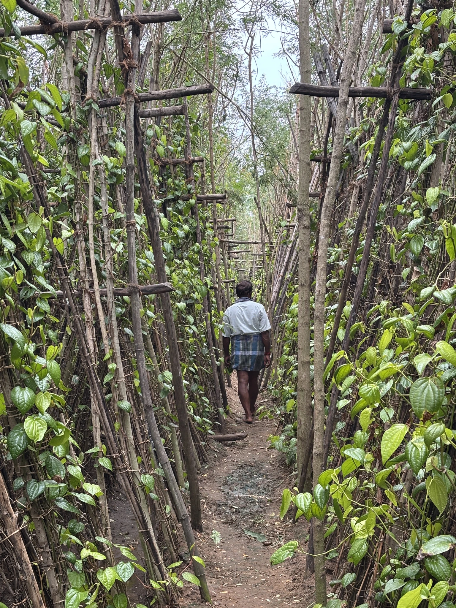 Travellers walking the betel farm with a local farmer
